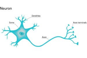 Célula del cerebro de la neurona
