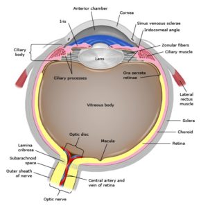 picture of eye