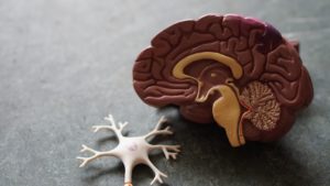 Modelo anatómico de un cerebro humano y una célula nerviosa.